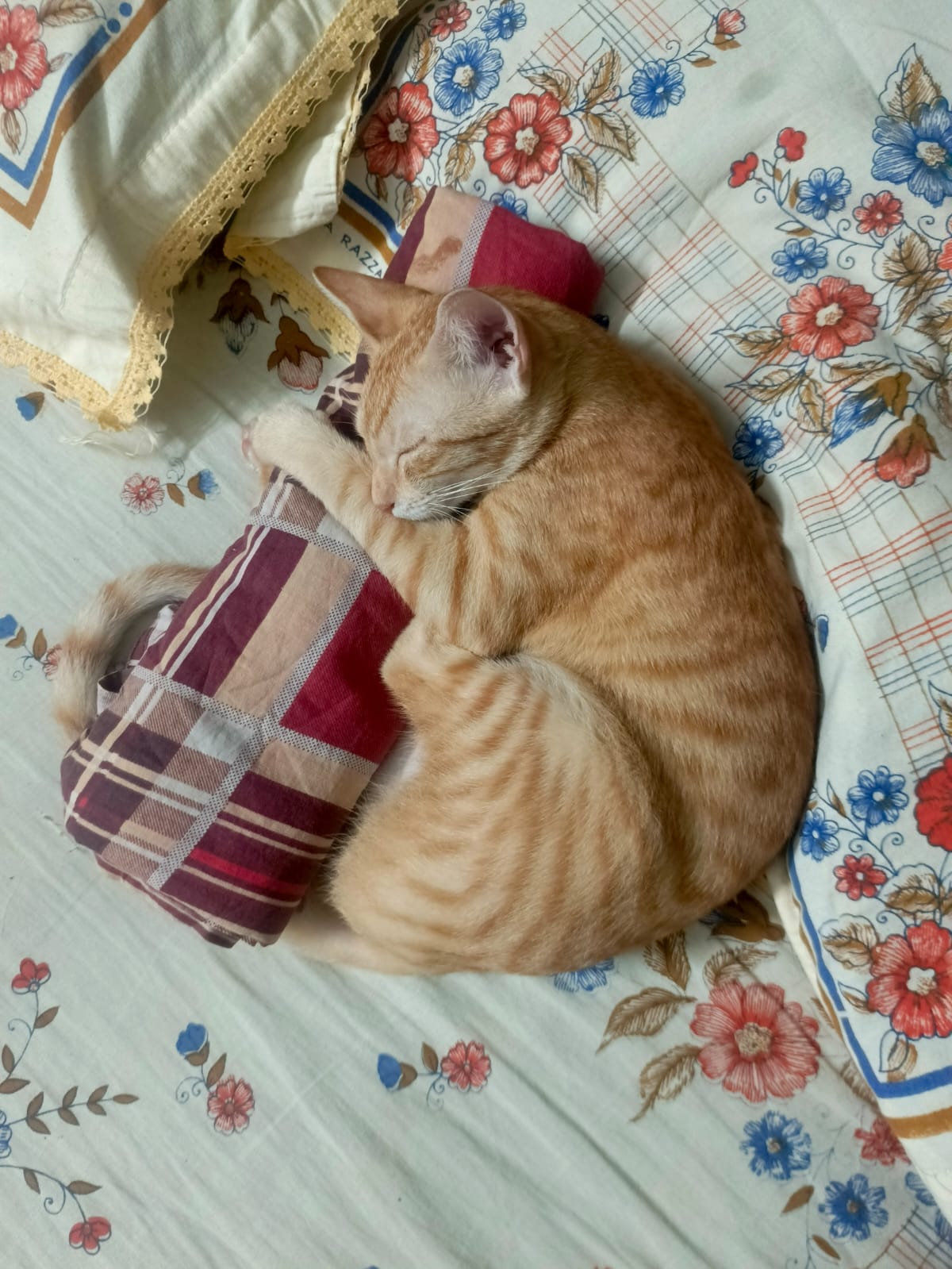Anika Naimah Ohi
